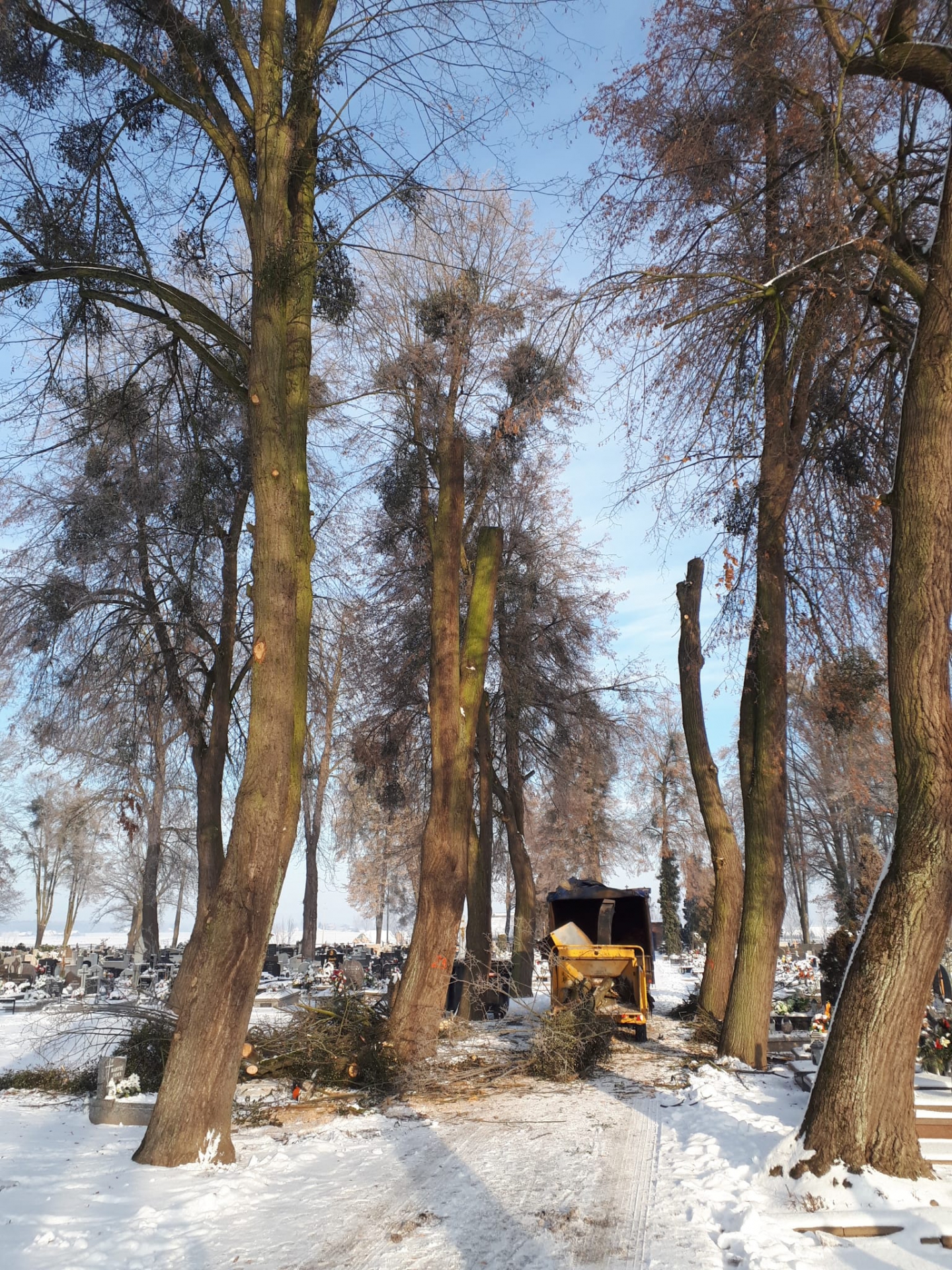 Zdjęcie do artykułu: Informacja dotycząca wycinki drzew oraz frezowania pni na terenie gminy Gorzów Śląski.